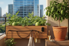 Grow Watermelon & Mango on Your Balcony: Small-Space Fruit Garden Guide