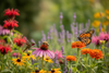 Pollinator Gardens 101: How to Attract Bees, Butterflies, and Hummingbirds to Your Yard (2026)