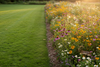 Rewilding 2026: Why Your Lawn is Becoming a Wildflower Sanctuary