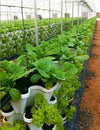 (6) DIY LARGE 18" Stackable Planters - Vertical Gardening Pots With Soil, Hydroton, Vermiculte, Perlite, or Coco Fiber - Perfect for Hydroponics and Aquaponics Too - Build Your Own Stacking Vertical Container Gardening System - For Growing Strawberries...