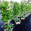 (12) LARGE Stackable Planters Planters - Use Mr Stacky Pots with any Grow Medium - Great For Soil Gardening, Hydroponics, and Aquaponics - Build Your Own Large Stacking Container Garden System - For Growing Strawberry, Vegetable, Herbs, Lettuce, Pepper...