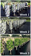 (12) LARGE Stackable Planters Planters - Use Mr Stacky Pots with any Grow Medium - Great For Soil Gardening, Hydroponics, and Aquaponics - Build Your Own Large Stacking Container Garden System - For Growing Strawberry, Vegetable, Herbs, Lettuce, Pepper...