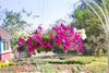300+ Mixed Morning Glory Seeds for Planting, Wonderful Climbing Heirloom Vine, Beautiful Perennial Flowers, Non - GMO Seeds, Easy to Plant