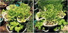 (12) LARGE Stackable Planters Planters - Use Mr Stacky Pots with any Grow Medium - Great For Soil Gardening, Hydroponics, and Aquaponics - Build Your Own Large Stacking Container Garden System - For Growing Strawberry, Vegetable, Herbs, Lettuce, Pepper...