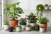 Live Plants