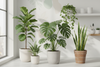 Trending Plants